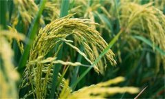 水稻貪青晚熟的主要原因和預(yù)防措施有哪些？