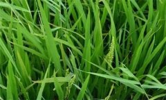 什么是水稻早穗、水稻翹頭穗和水稻穗上芽？