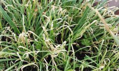 如何防治韭菜葉枯病，有哪些發(fā)病癥狀？