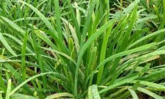 韭菜常見病有哪些，如何防治？