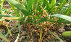 韭菜莖枯病的癥狀表現(xiàn)、發(fā)病規(guī)律與防治方法