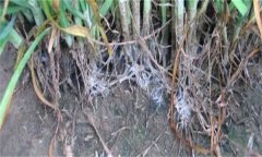 怎樣防治韭菜白絹病？