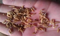 為什么會出現(xiàn)水稻爛種、爛芽、爛秧和死苗現(xiàn)象