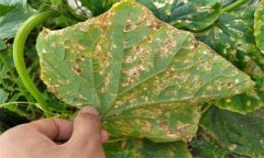 黃瓜細(xì)菌性角斑病的癥狀、發(fā)生規(guī)律與防治方法