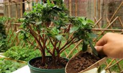 如何養(yǎng)護(hù)杜鵑花 盆栽杜鵑放室內(nèi)還是室外栽培？