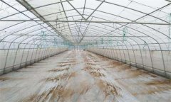 大棚（溫室）高溫悶棚“三補(bǔ)、三忌＂是什么?