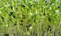 綠色葵花芽苗菜的栽培要點(diǎn)有哪些？