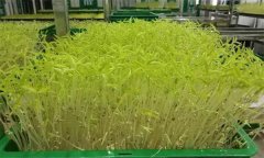 花椒芽苗菜如何進行工廠化生產(chǎn)？