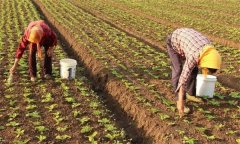 春播大白菜的定植時間、方法與定植密度要求