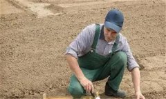 春季大白菜高效栽培技術要點有哪些？