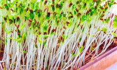 苜蓿芽苗菜怎樣實施立體無土栽培？