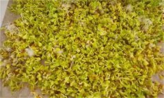 白菜芽苗菜如何進(jìn)行立體無(wú)土栽培？