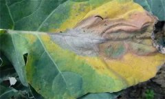 十字花科蔬菜常見病害有哪些，如何防治？