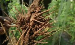 豌豆根腐病用什么藥治療，怎么防治與預(yù)防？