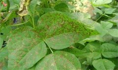 如何防治菜豆炭疽病，其病原菌是什么？