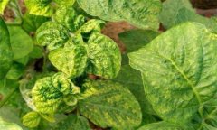 如何防治豆類蔬菜病毒病，其傳播途徑有哪些？