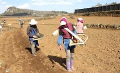 為什么秋季馬鈴薯要整薯播種 如何確定播種期？