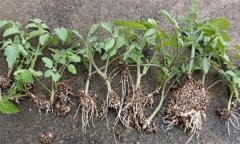 怎樣預(yù)防番茄育苗時(shí)漚根？