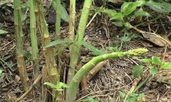 如何預(yù)防蘆筍莖枯病，用什么藥物預(yù)防？