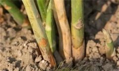 蘆筍莖枯病是什么病菌，其流行規(guī)律是什么？