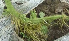 如何保護(hù)好番茄的不定根？