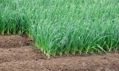 青蒜（蒜苗）的播種時(shí)間、播種密度與播種方法