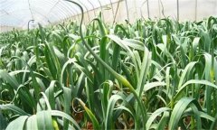 青蒜（蒜苗）保護(hù)地高效栽培技術(shù)要點(diǎn)是什么？