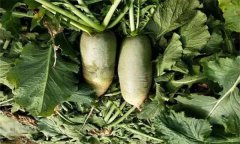 怎樣栽培秋蘿卜？秋蘿卜的種植時(shí)間、方法步驟