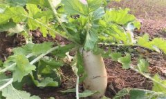 怎樣栽培冬蘿卜？冬蘿卜種植時間和方法