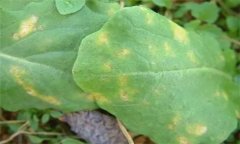 怎樣防治油菜霜霉病，有哪些癥狀表現(xiàn)？