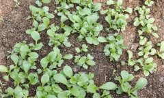 油菜菜秧有哪些栽培特點？