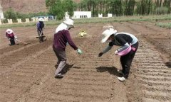 怎樣用小拱棚種植芹菜，有哪些技術(shù)技巧？