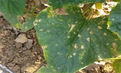 黃瓜靶斑病的發(fā)病癥狀、診斷方法與防治方法