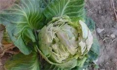 甘藍(lán)裂球是怎么回事？是什么原因引起的？