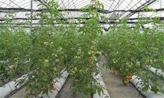 溫室大棚番茄越冬應(yīng)采取哪些措施？