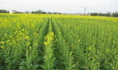 無公害油菜栽培技術(shù)要點有哪些？