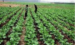 高溫季節(jié)油菜管理應該注意什么？