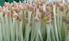 花生芽苗菜生產(chǎn)培育技術(shù)要點(diǎn)有哪些？