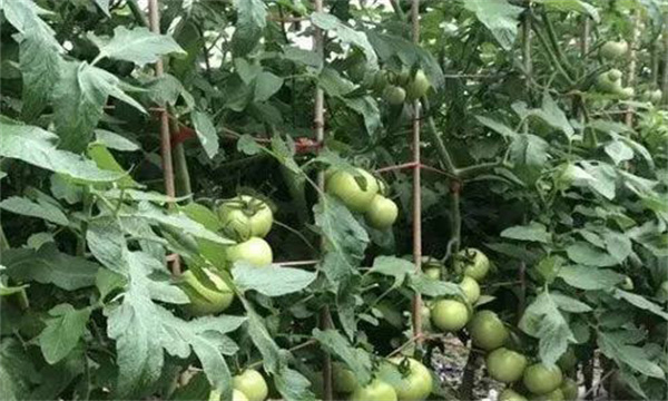 番茄膨果期合理疏枝、打葉