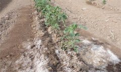 為什么番茄只長(zhǎng)根、不開(kāi)果？