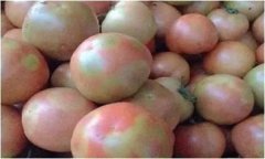 番茄花臉是什么原因 怎樣預防番茄花臉果？