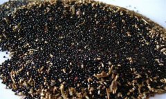 莧菜芽苗菜生產(chǎn)技術(shù)要點(diǎn)有哪些？