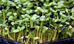 龍葵嫩芽可以吃嗎？龍葵芽苗菜如何生產(chǎn)？