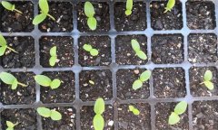 黃瓜如何育苗 如何防治黃瓜苗期死苗?