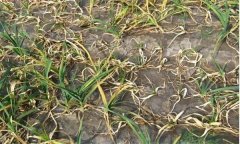 大蒜癱苗和開花蒜、棉花蒜現(xiàn)象是怎樣產(chǎn)生的？