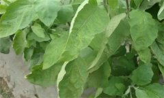 茄子缺氮、磷、鉀癥的癥狀是什么，如何矯正?