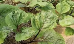 茄子缺素癥狀診斷及防治、矯正方法