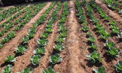 春甘藍(lán)應(yīng)該如何種植才能高產(chǎn)？