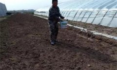 番茄怎樣施肥才能獲得高產(chǎn)？