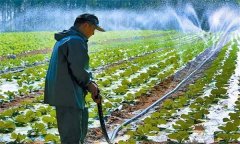 大棚大白菜澆水的禁忌有哪些 需注意哪些問(wèn)題？